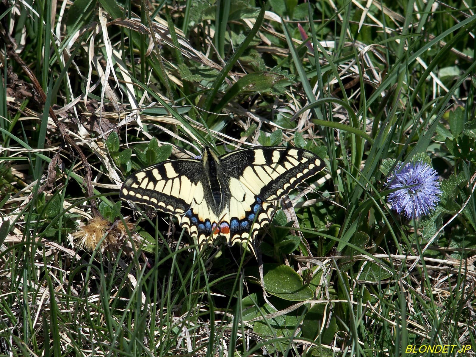 Machaon au Charmant Son