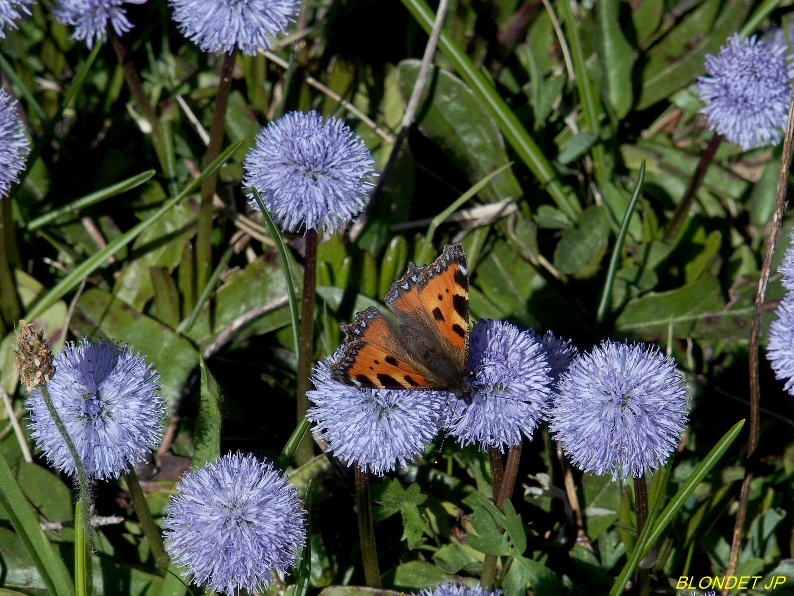 Papillon "Petite tortue"