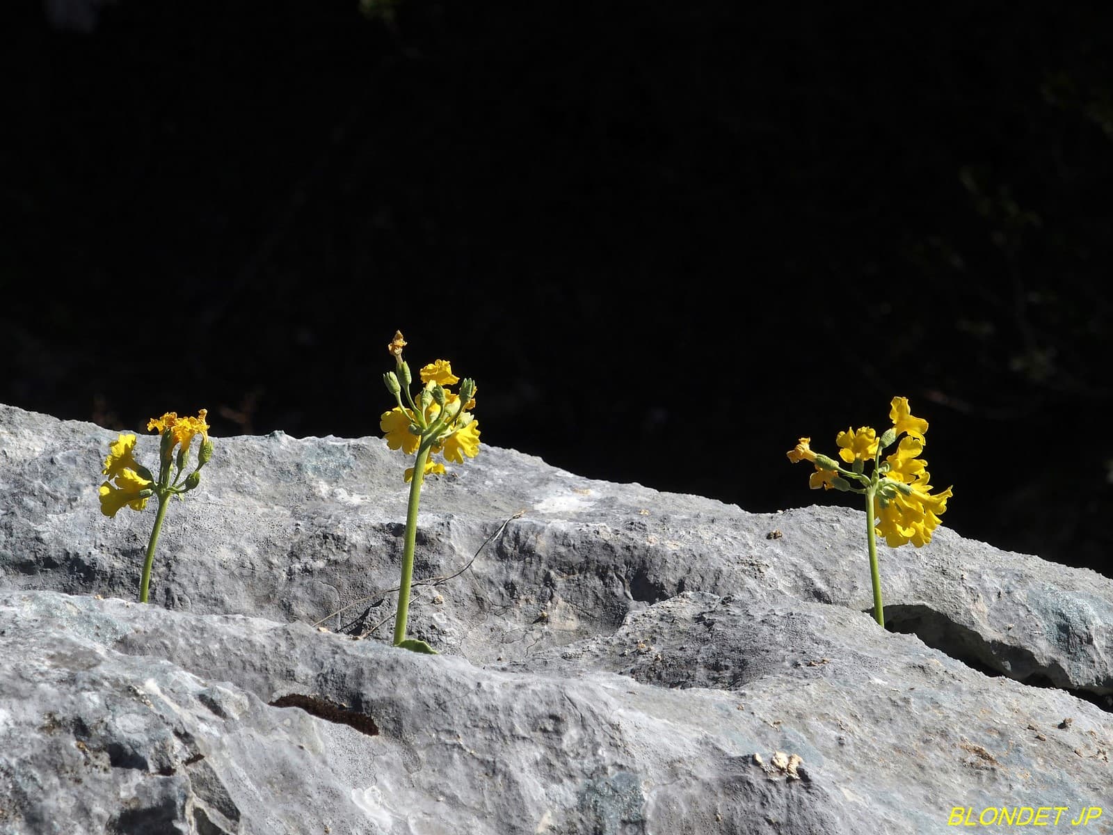 Primevères aux rochers de Belles Ombres