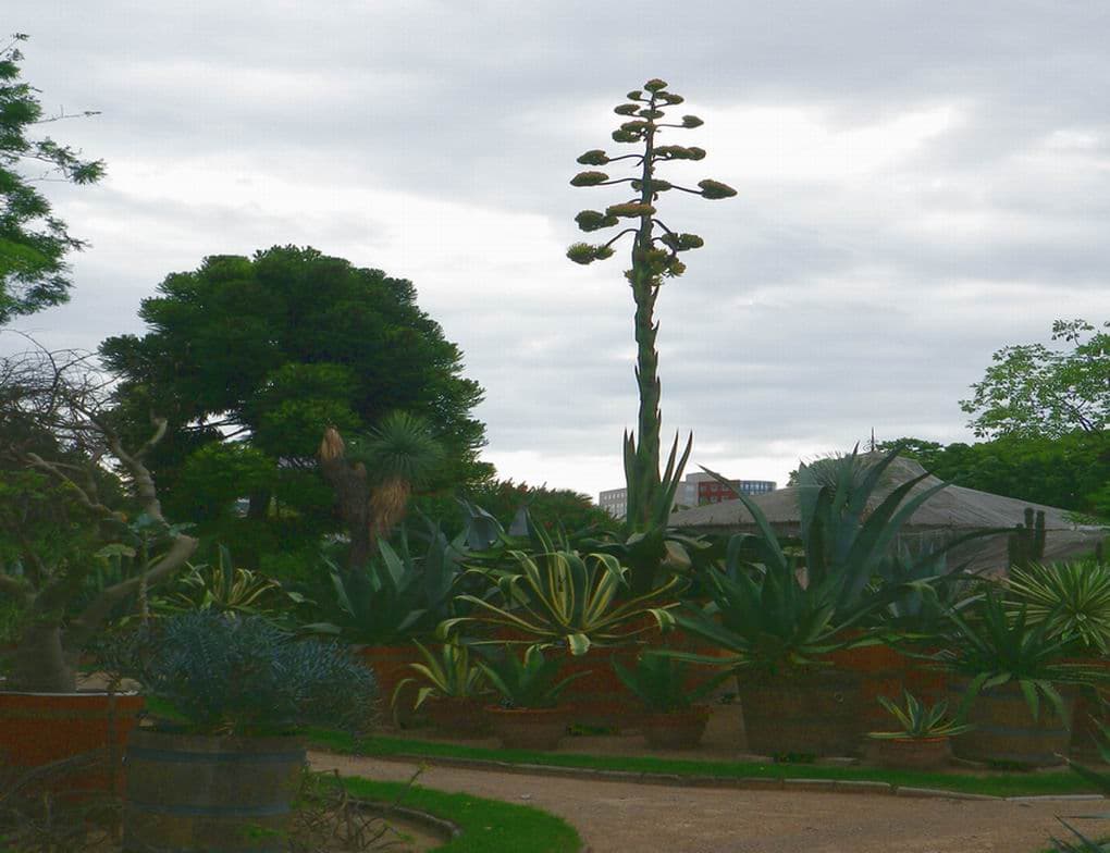 Fleur géante, hauteur plusieurs mètres !
