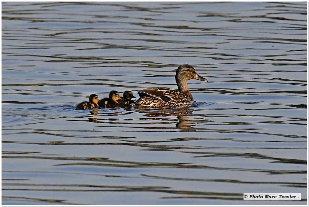 promenade familiale