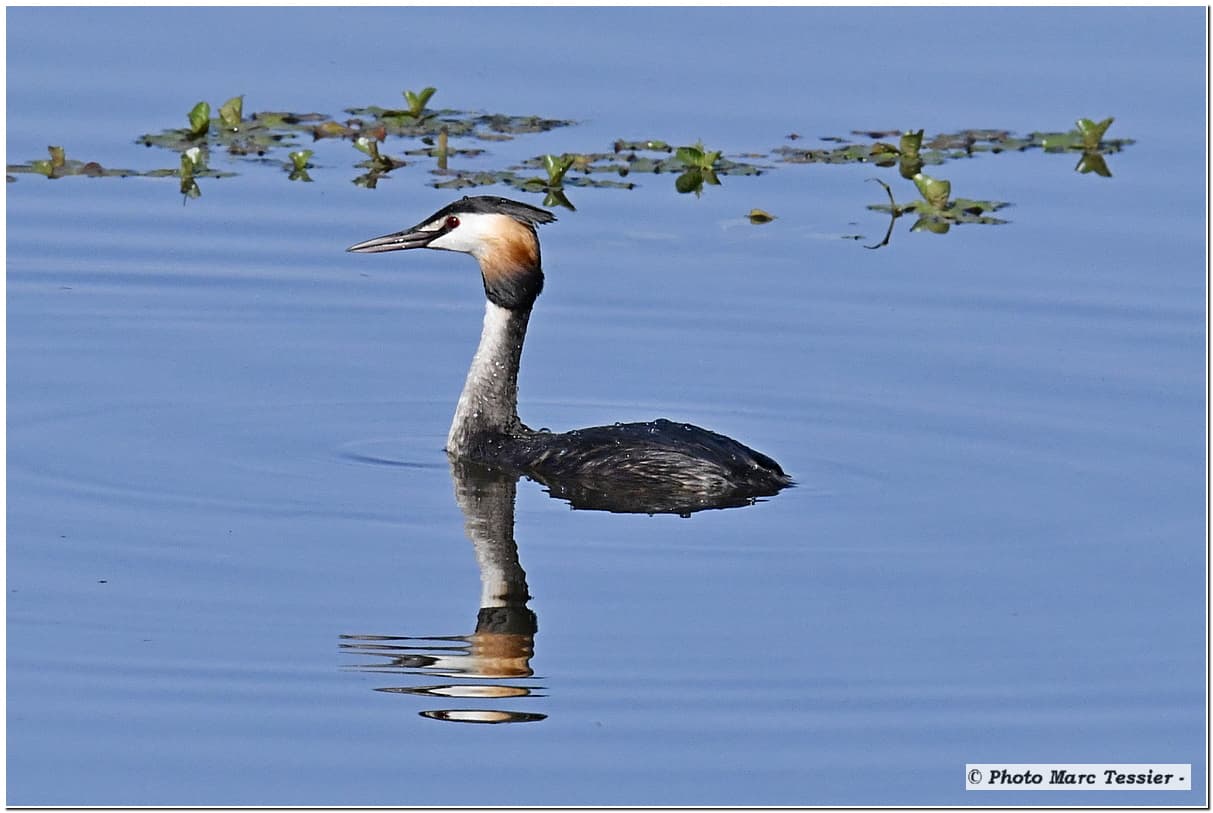 un grèbe bien docile