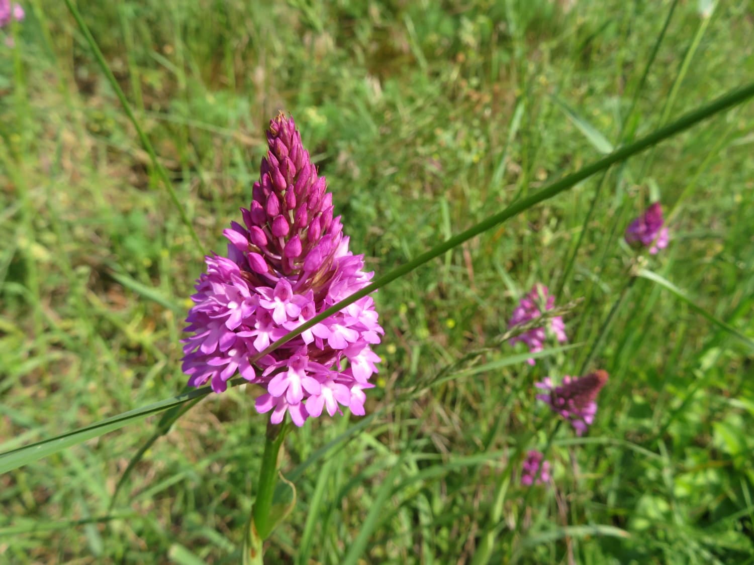 Chaud. Orchis pyramidal