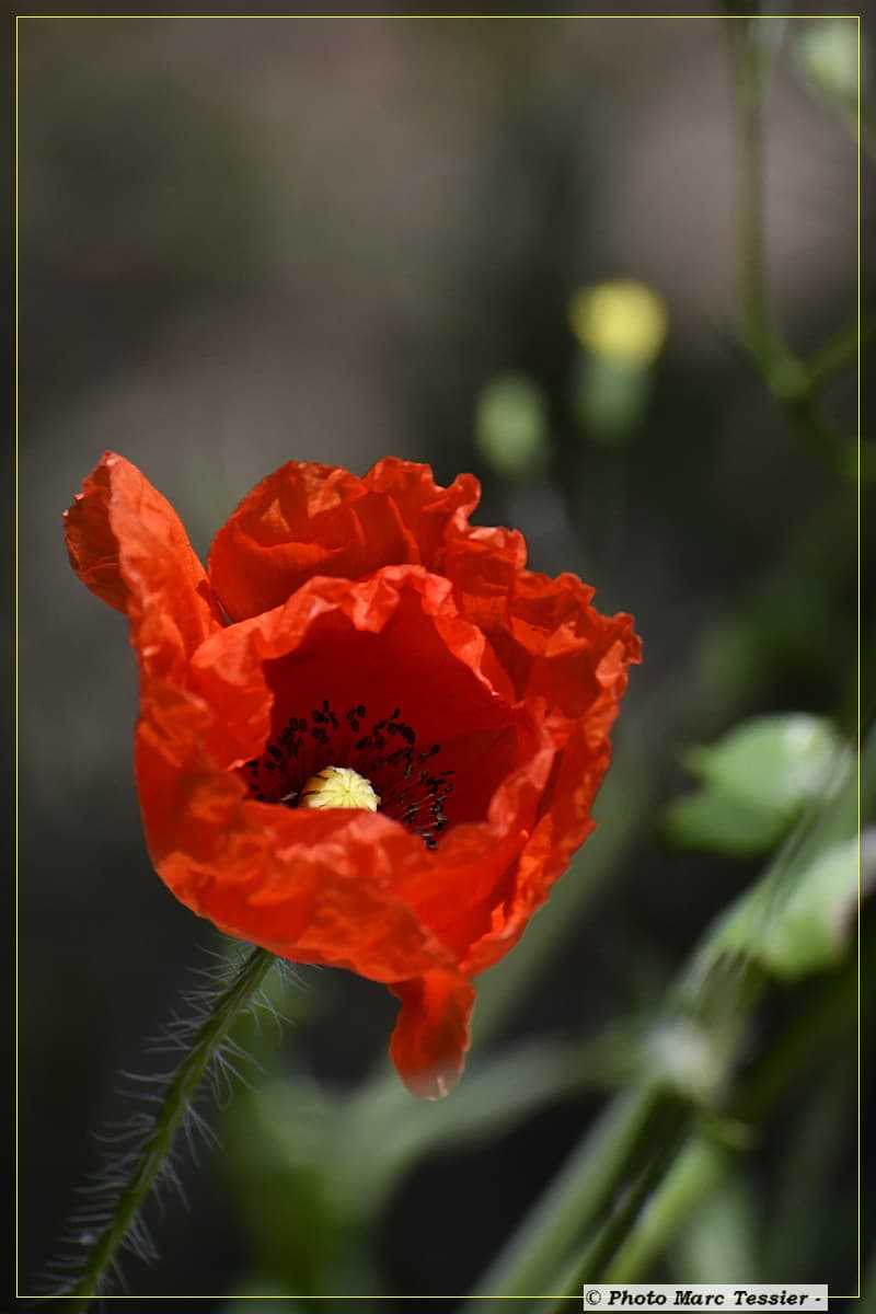Coquelicot du jour