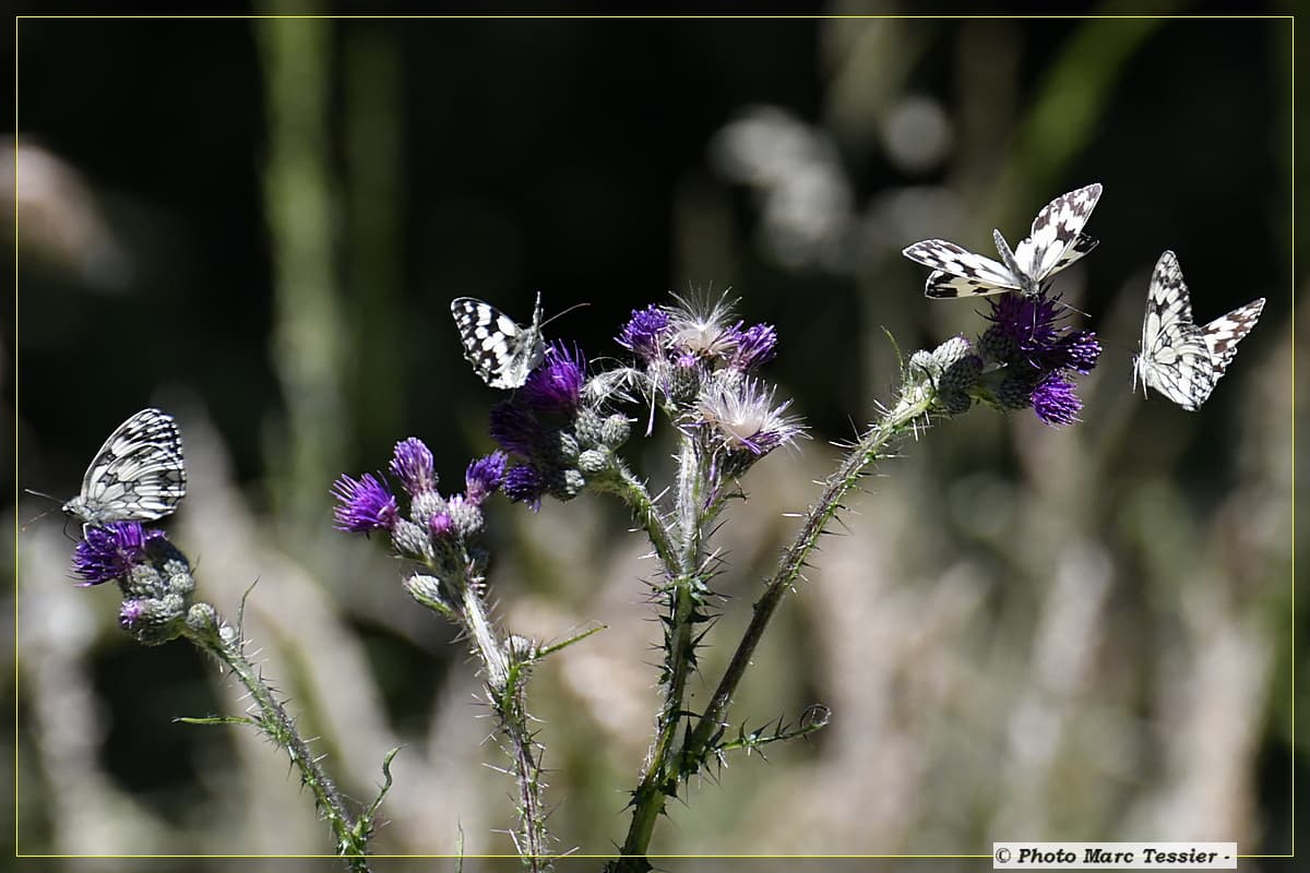 Les voilà, mes papillons...