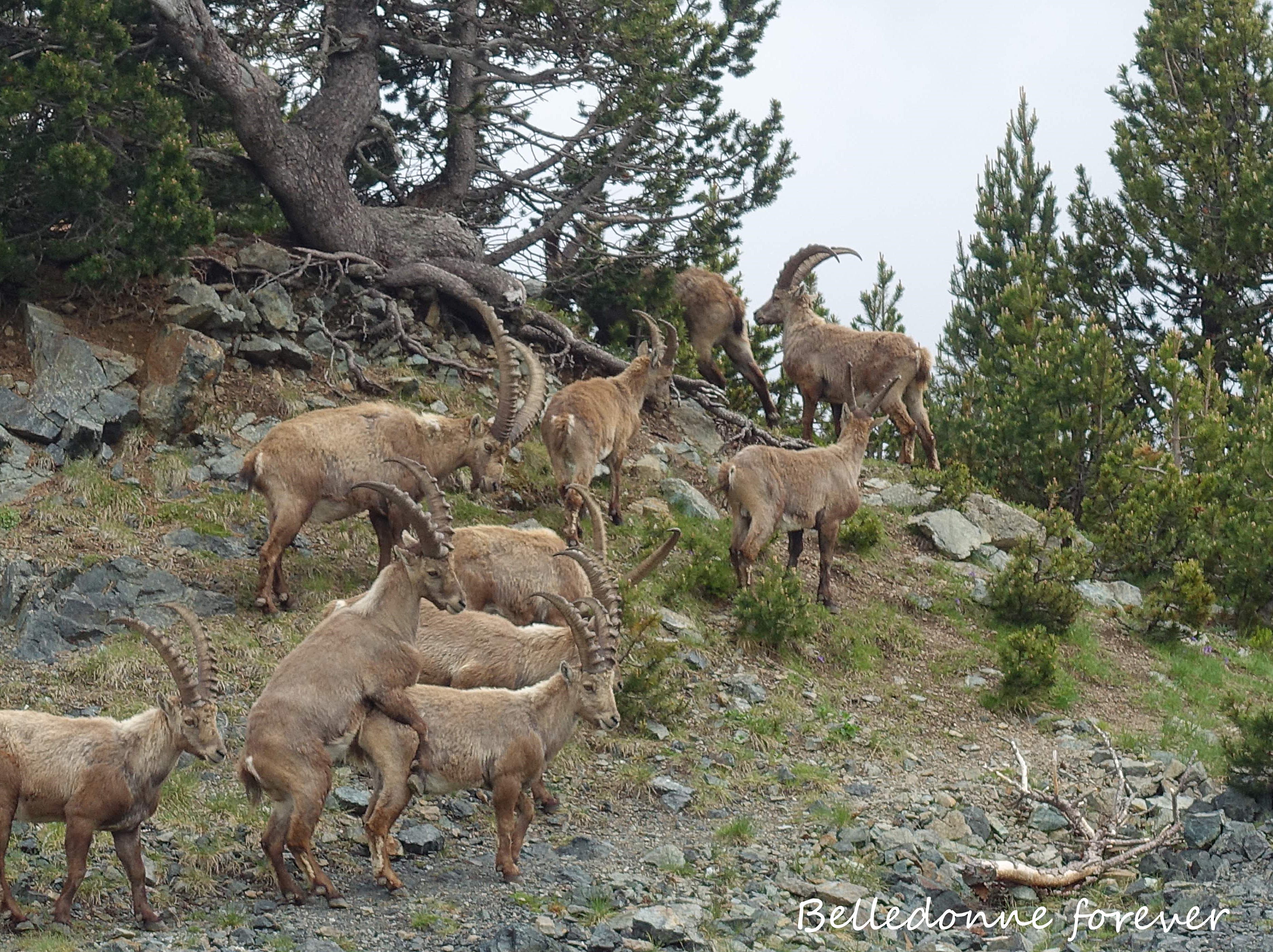 Les bouquetins se baladent  A.P.