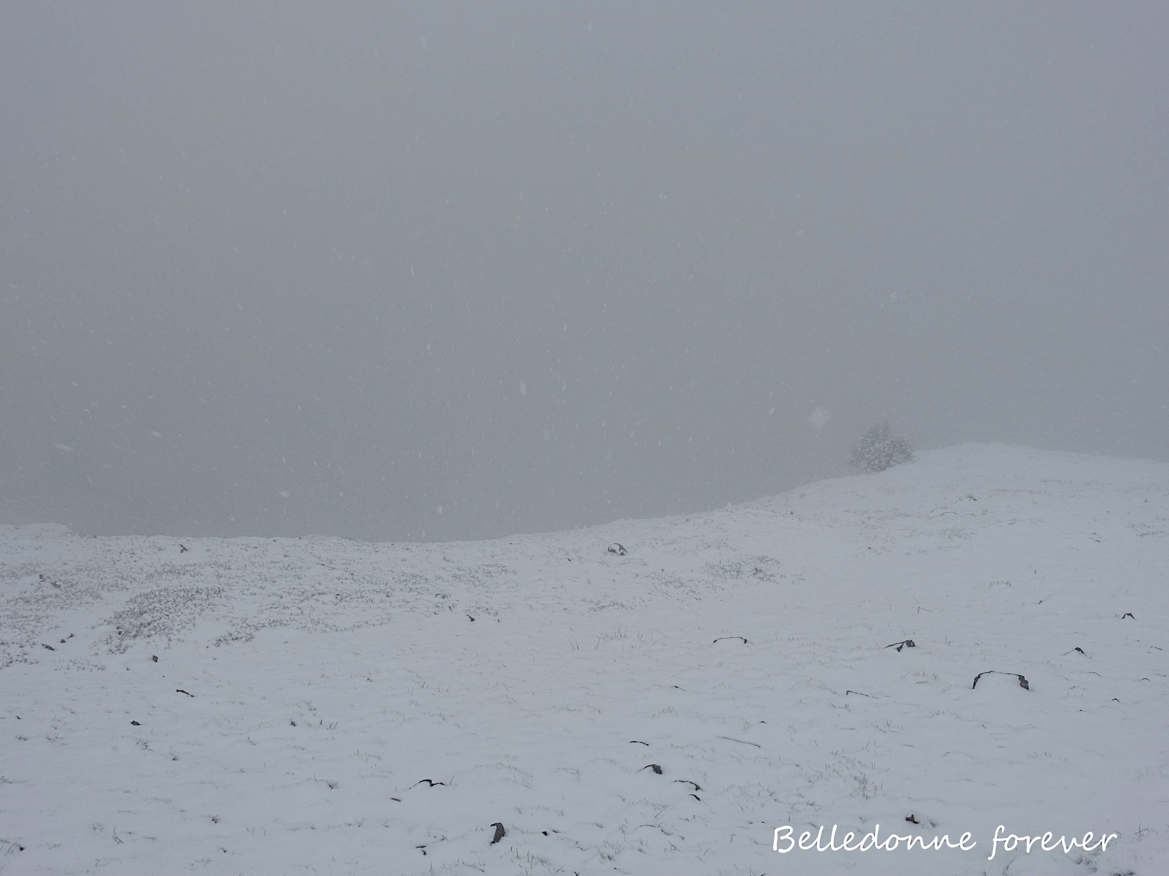 L'herbe est encore accessible pour la faune A.P.