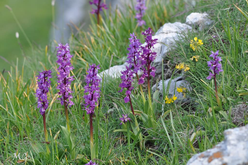 Fleurs d'alpage sur le massif de la Chartreuse !!!