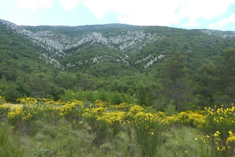 genêts sous sainte victoire nord