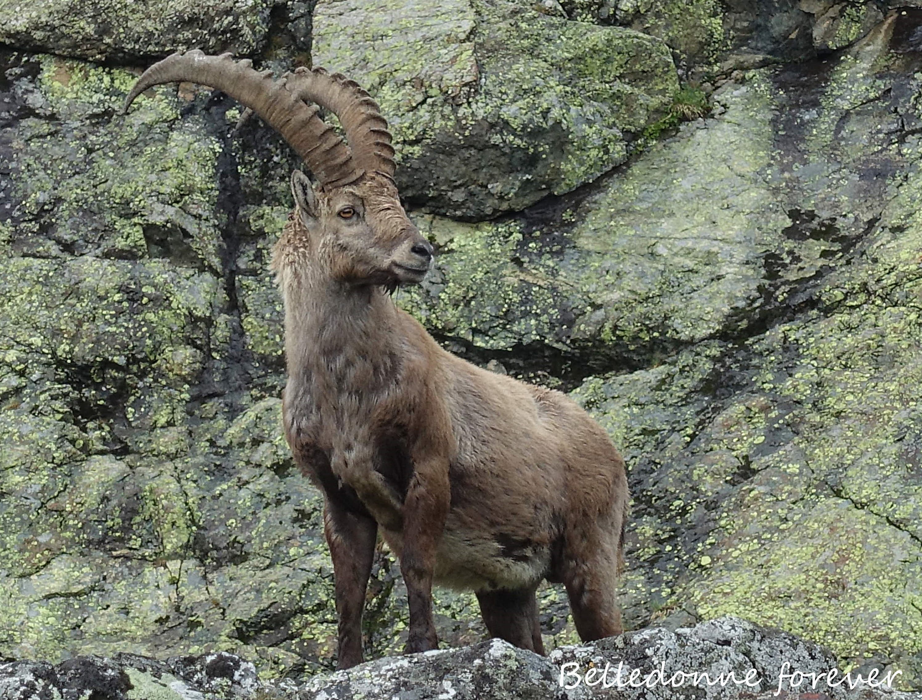 Malgré l’augmentation du nombre de loup les bouquetins sont toujours là A.P.