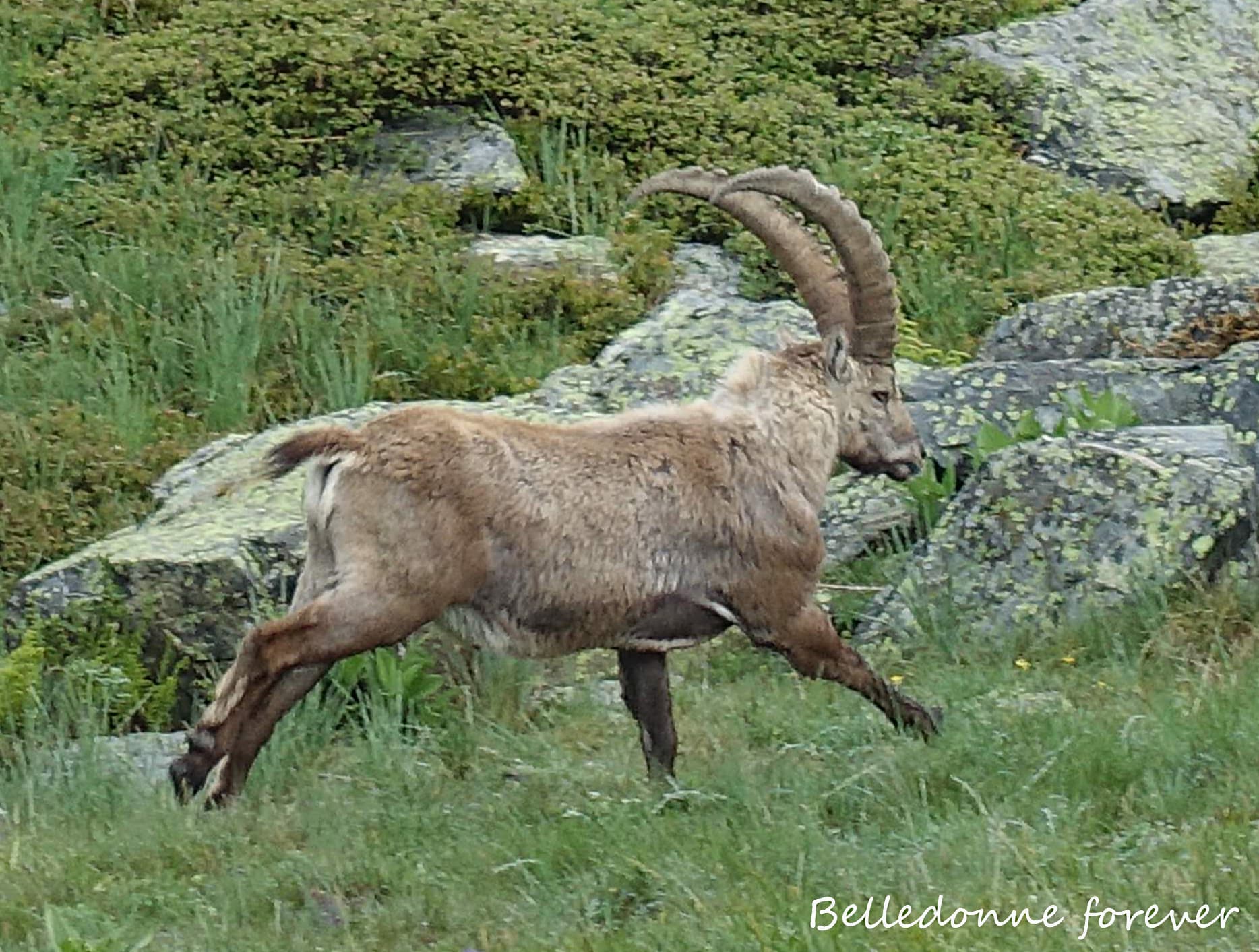 La bestiole doit être plus coriace que le mouton pour les loups A.P