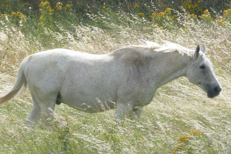 cheval blanc dans les folles avoines