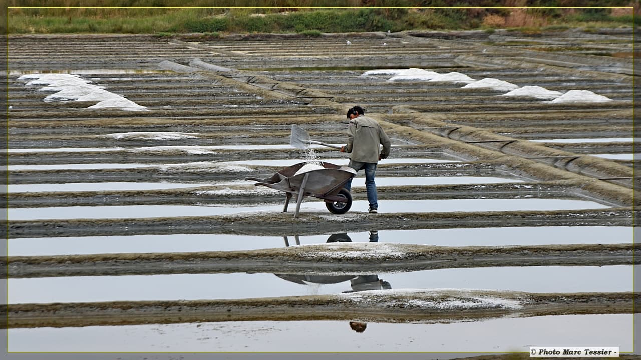 récolte fructueuse de sel