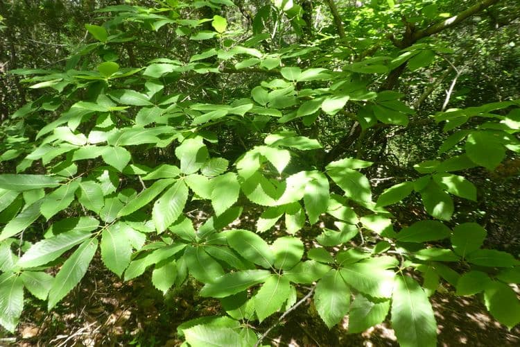 Châtaigner de la sainte Baume