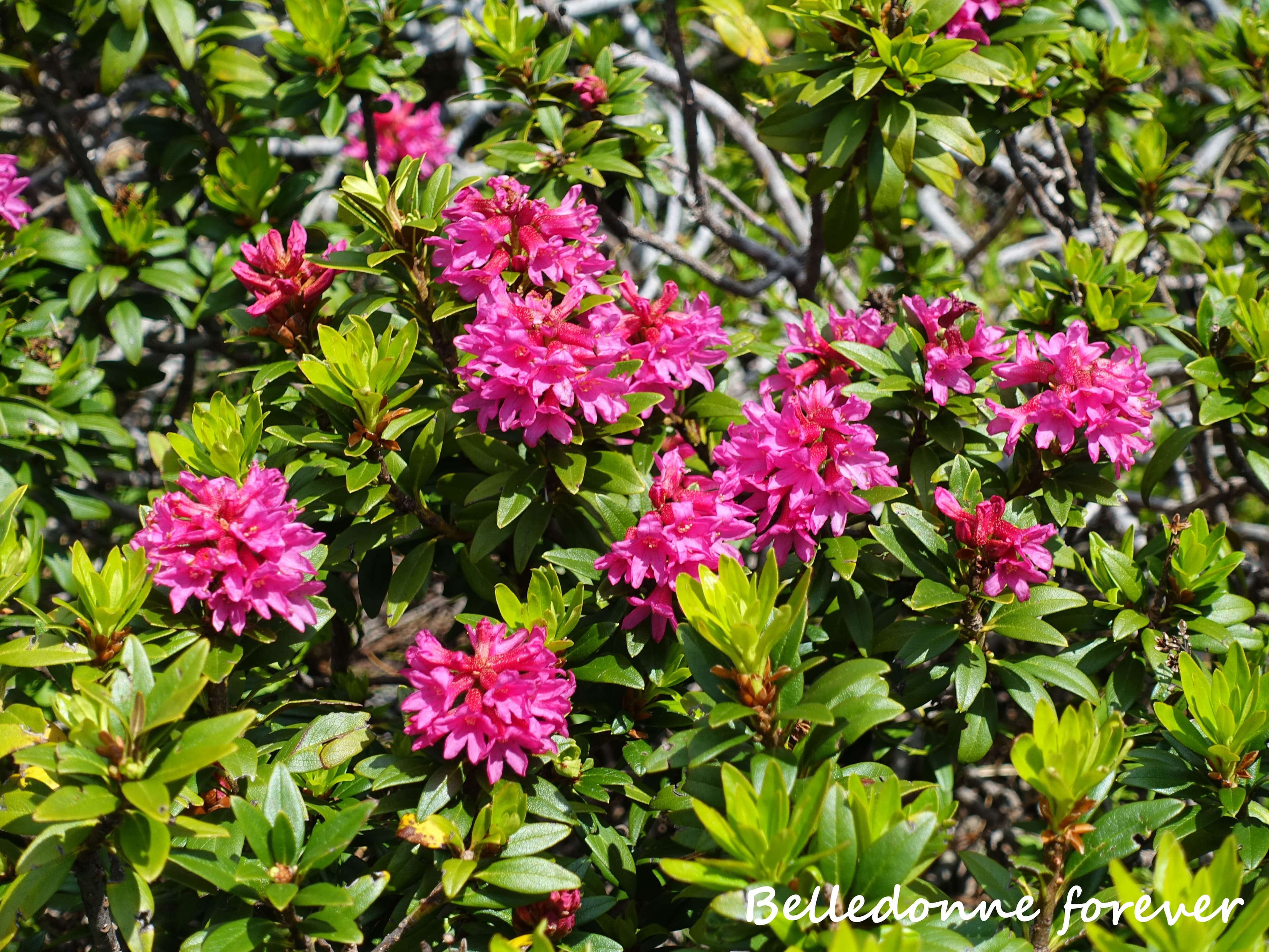 rhododendrons en fleur  A.P.
