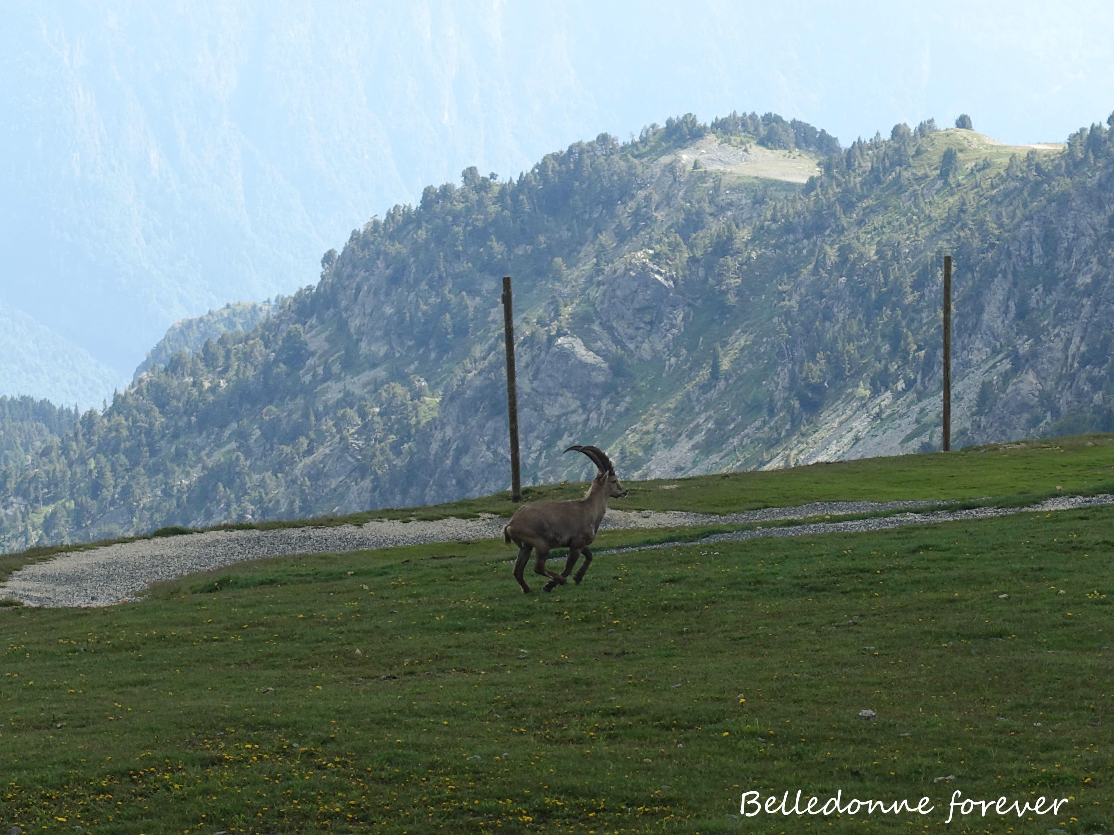 Attention zone interdite aux piétons - uniquement les bipèdes A.P.