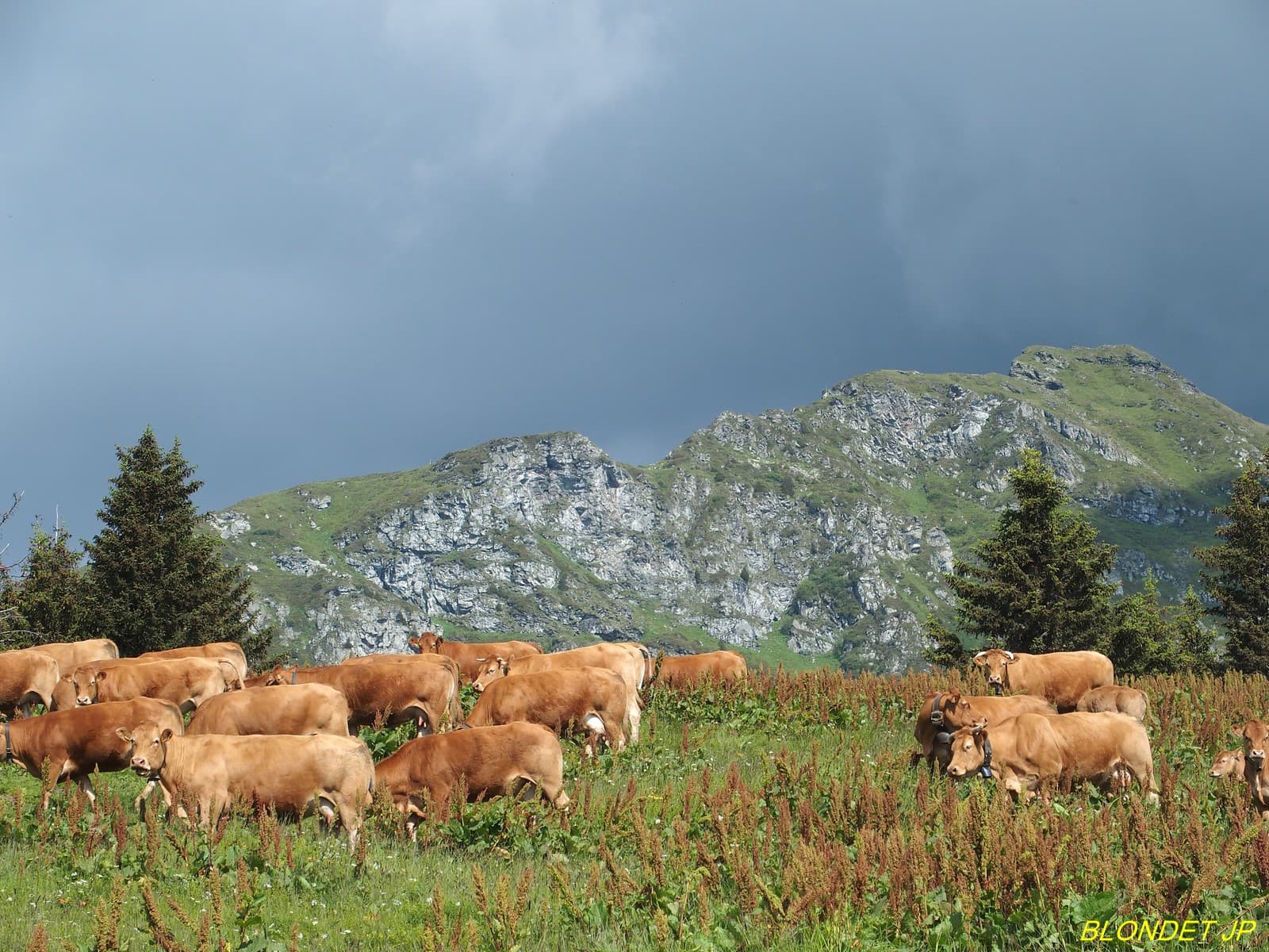 Vaches à la Butte du Pipay