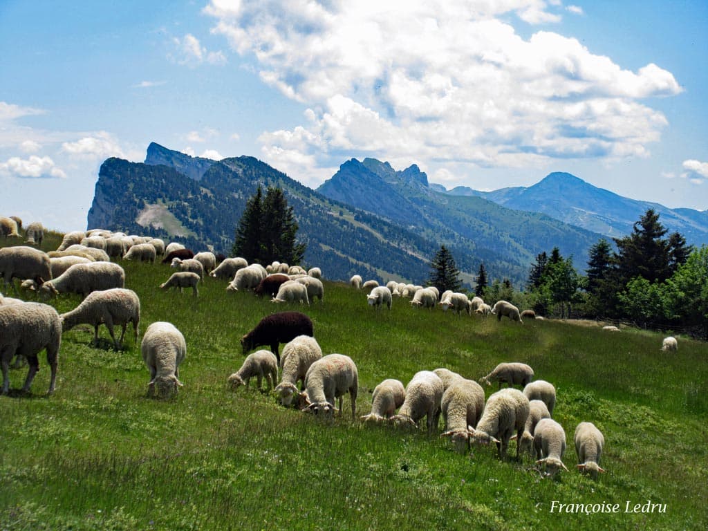 Moutons dans le Vercors