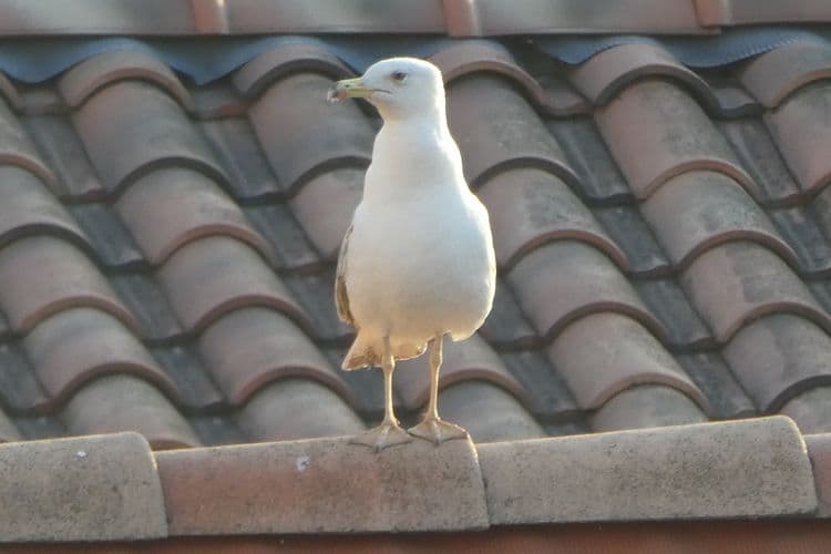le goéland impavide