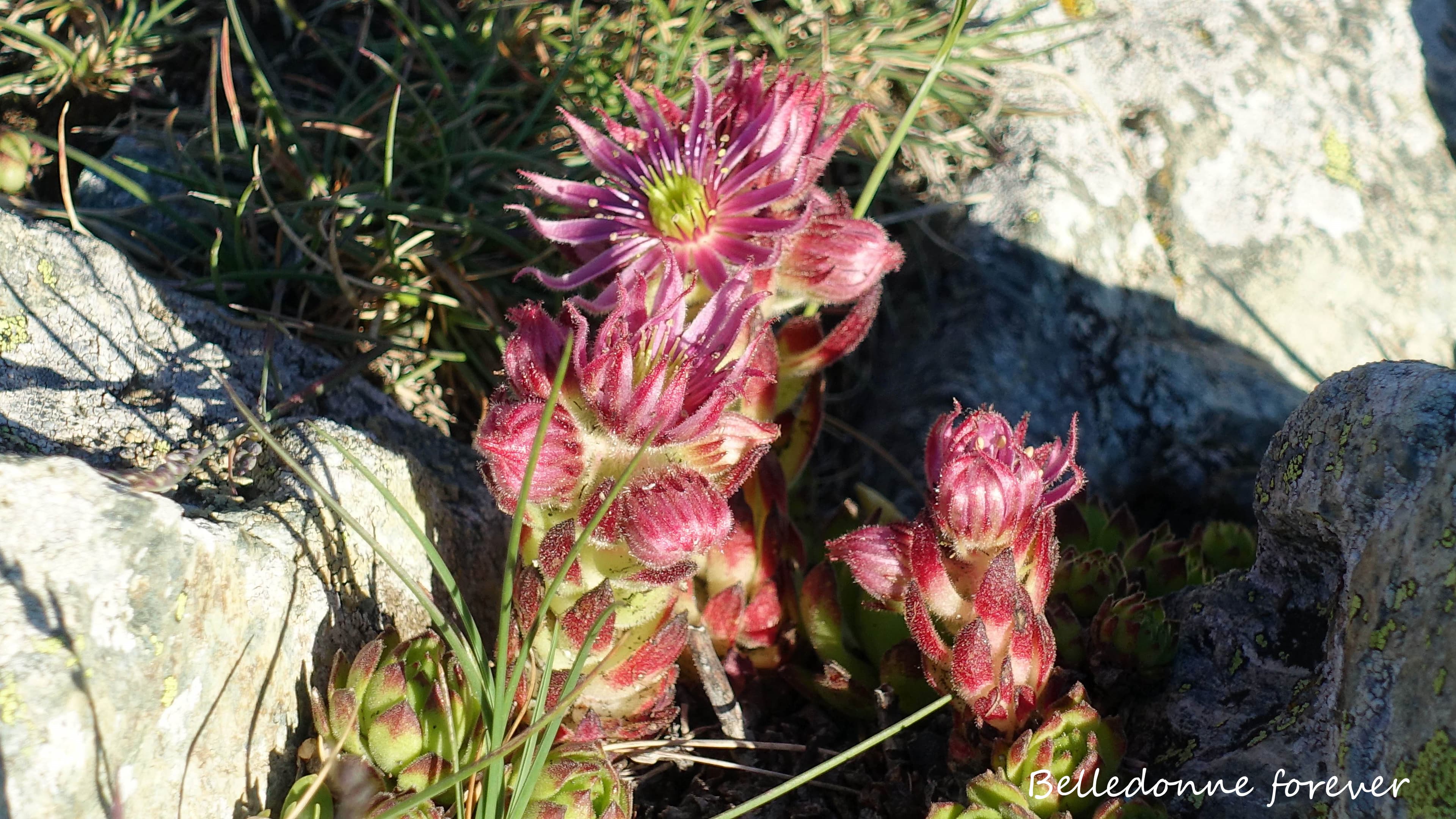 Belle fin de journée un peu fraîche  avec la doudoune, les plantes fleurissent A.P.