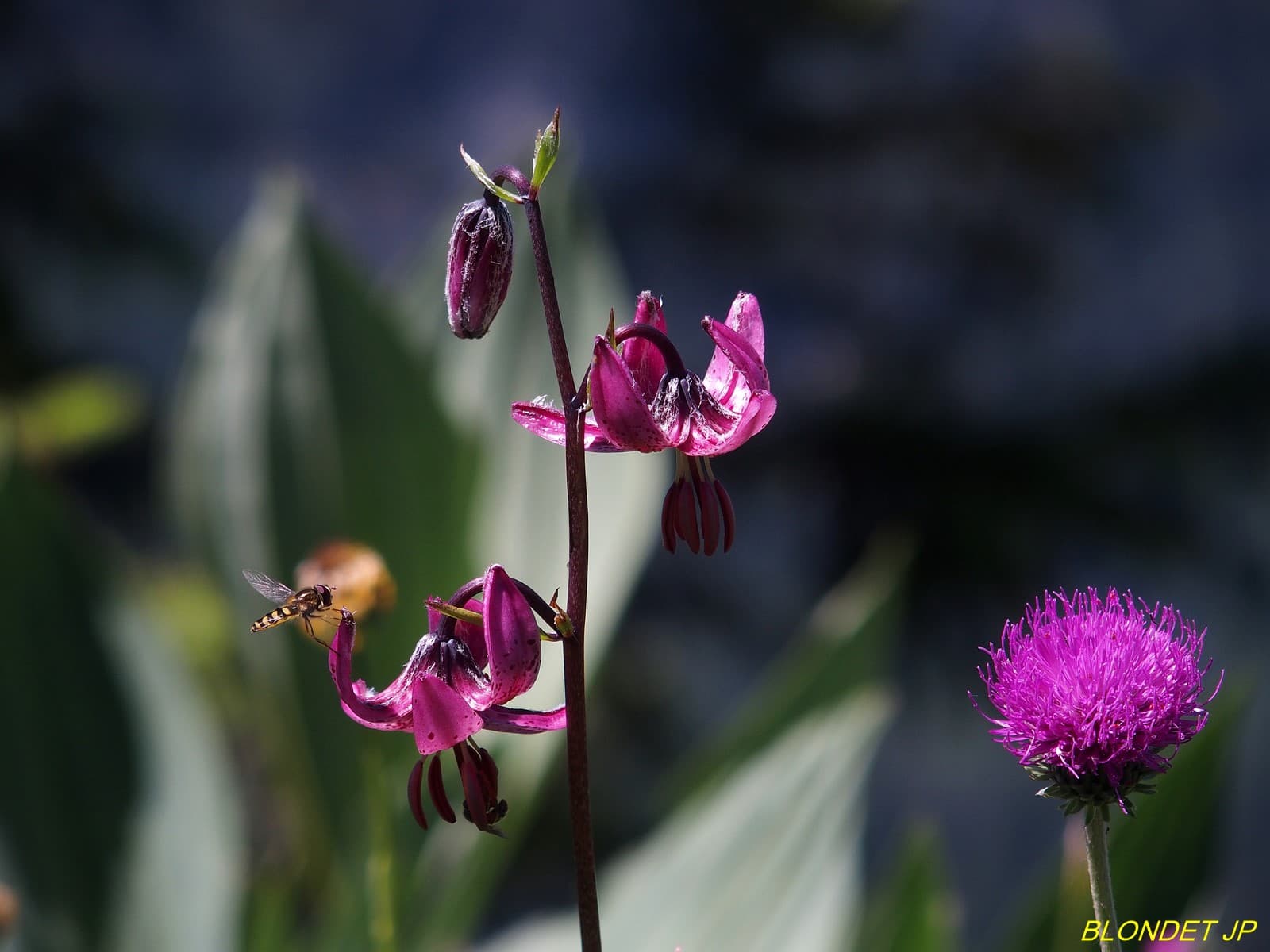 Lys Martagon au Charmant Som