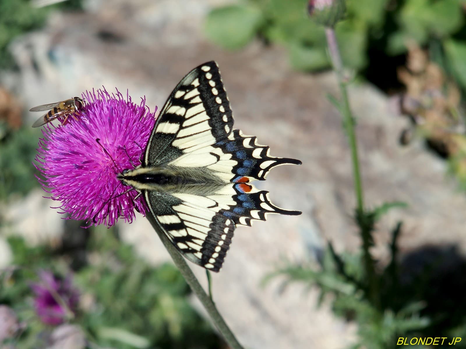 Machaon vers le Lac Achard