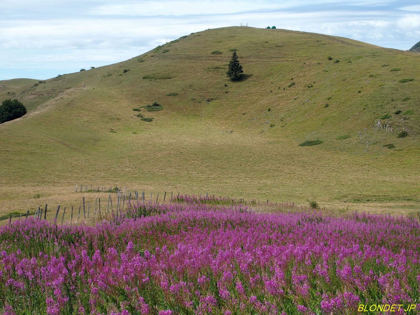 Champ de fleurs devant le Serre de la Combette