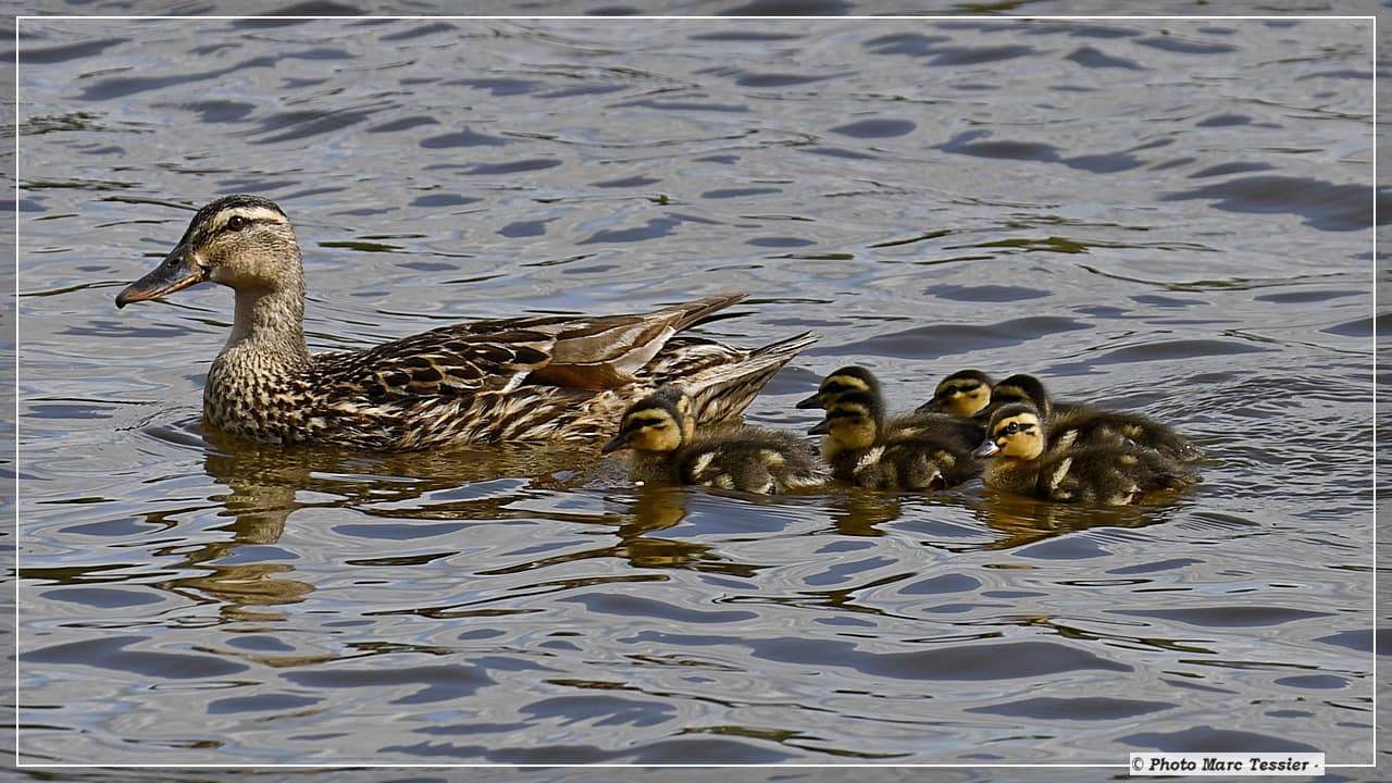 Après-midi en famille
