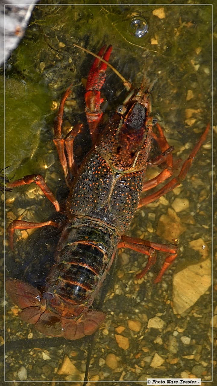 La bestiole des polémique, l'Écrevisse