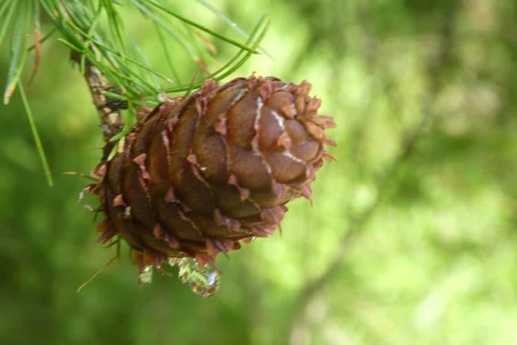 cône du mélèze avec sa goutte de résine