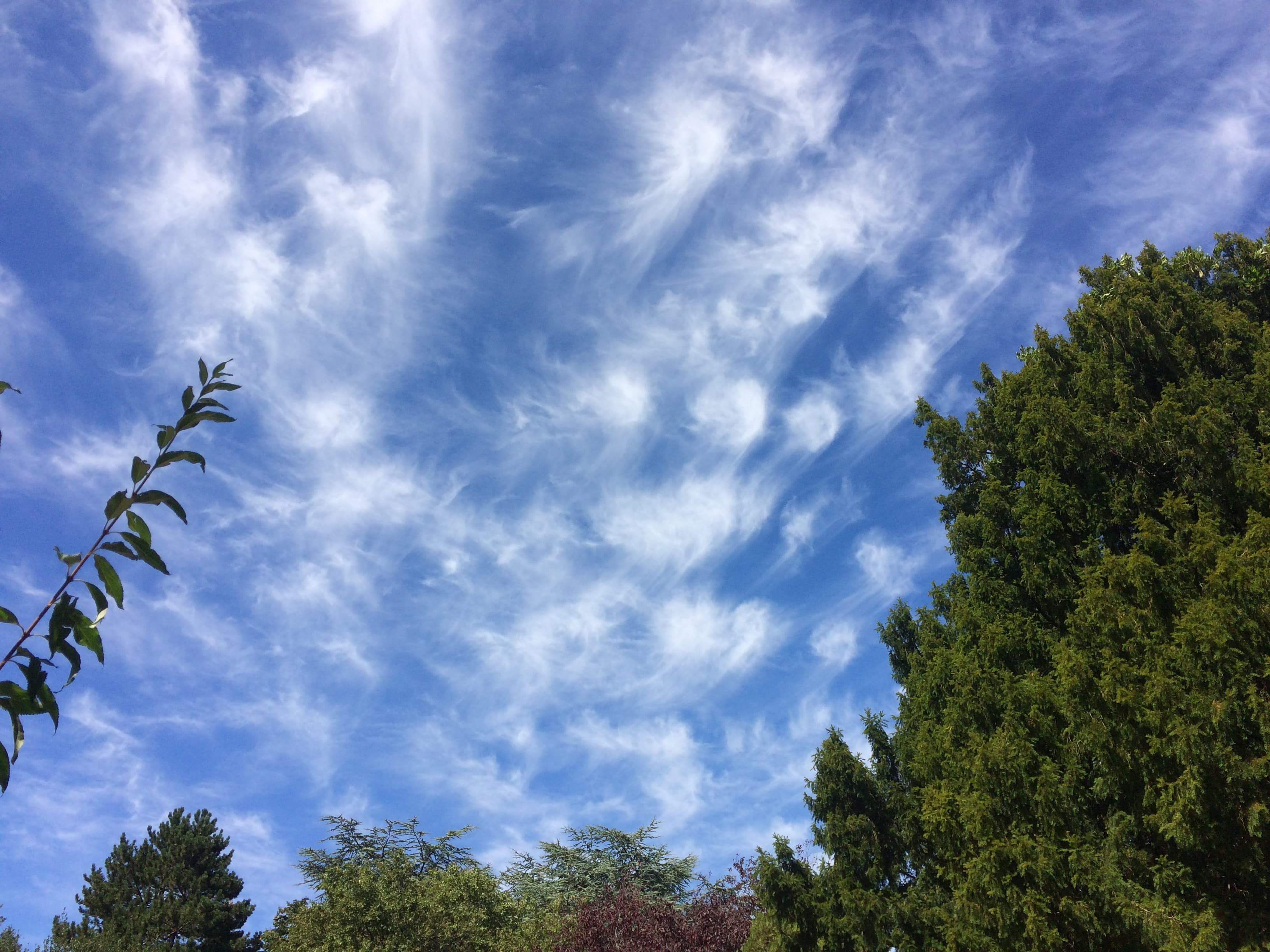 Cirrus / Cheveux d'ange