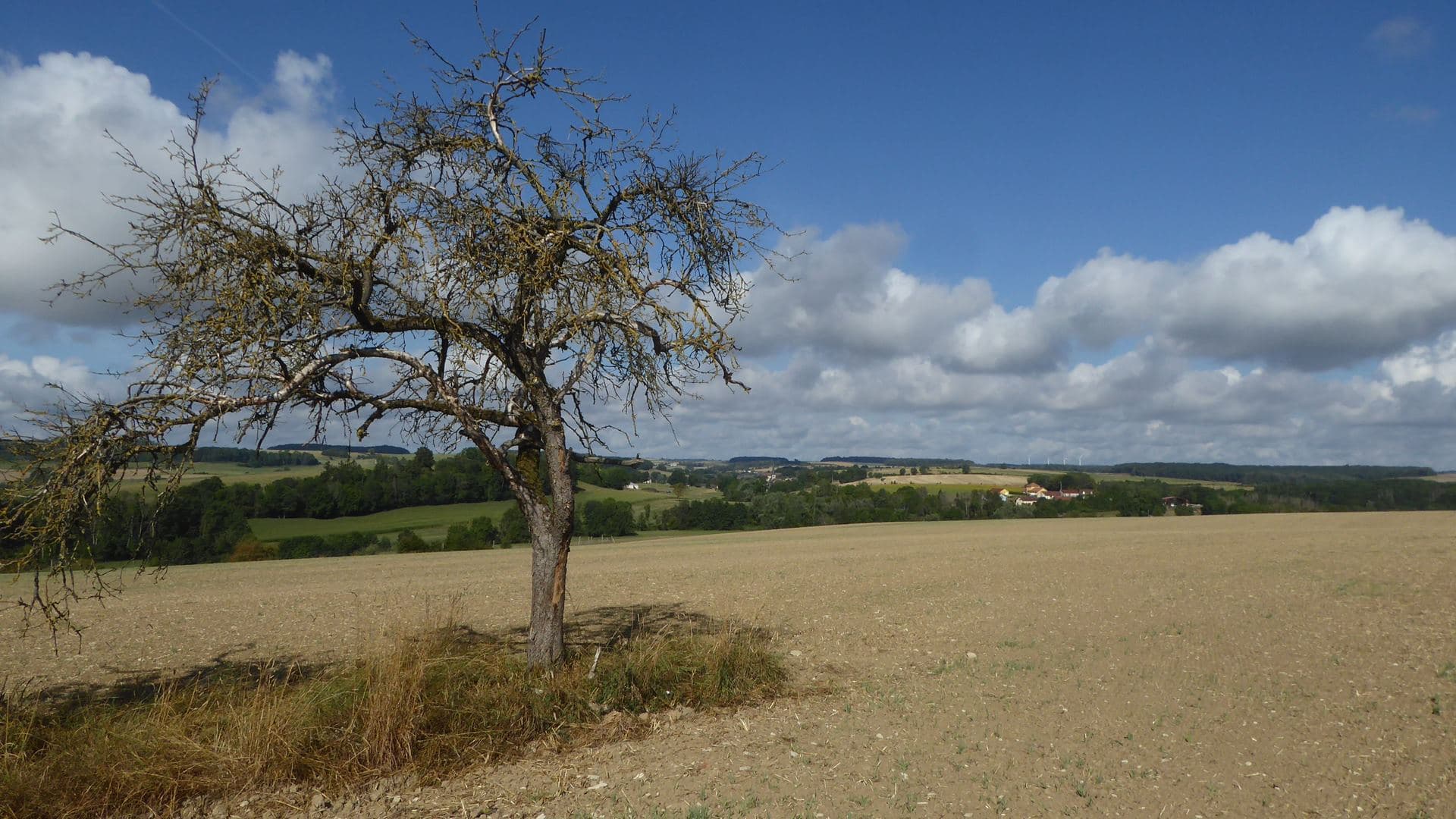 Cumulus de beau temps