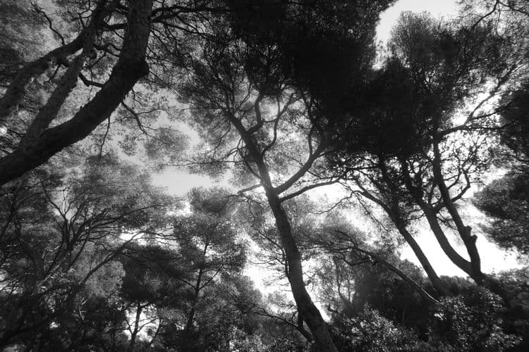 magnifiques pins pignon de la campagne Pastré