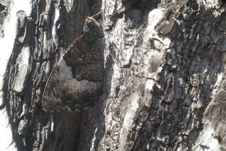 Camouflage. Agreste sur un tronc de pin