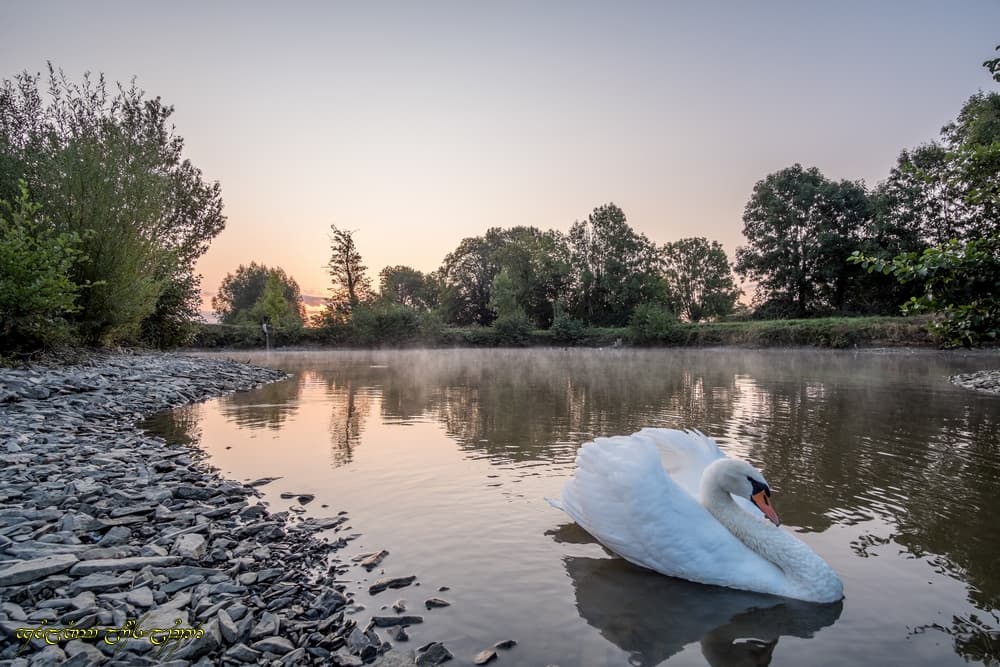 Les basses eaux de l'étang