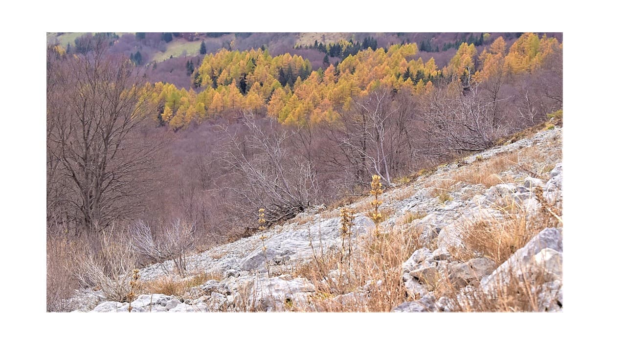 Dernières couleurs au Col de l'Arzelier