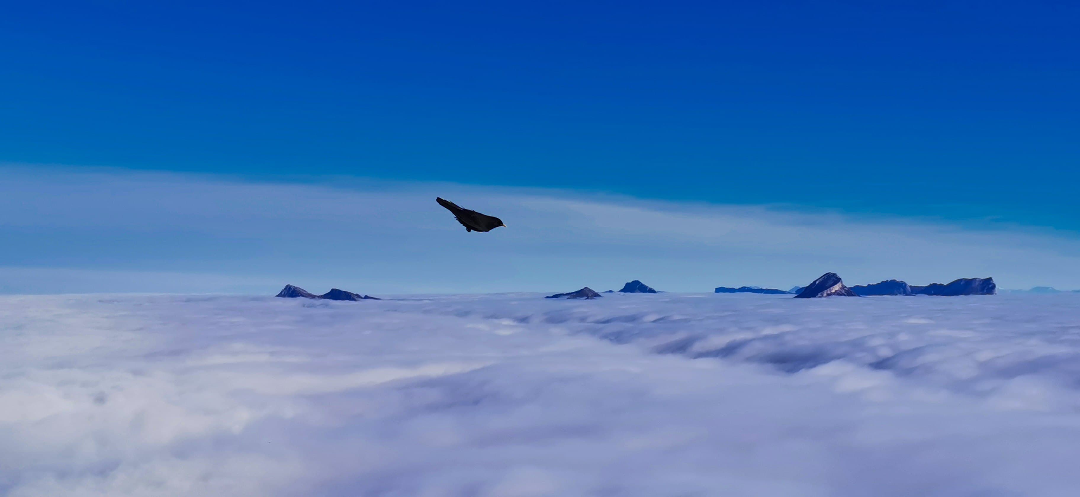 Sommets de la Chartreuse et le chocard prince des montagnes