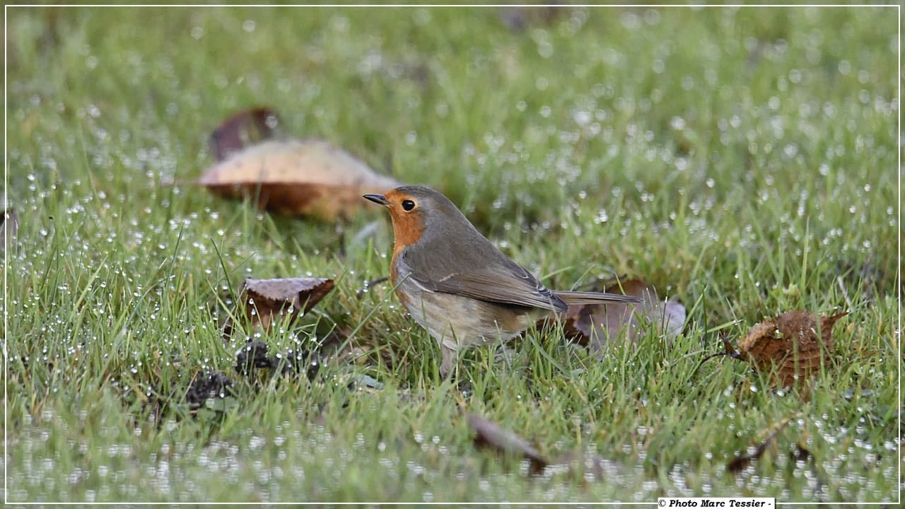 Rouge gorge dans la rosée