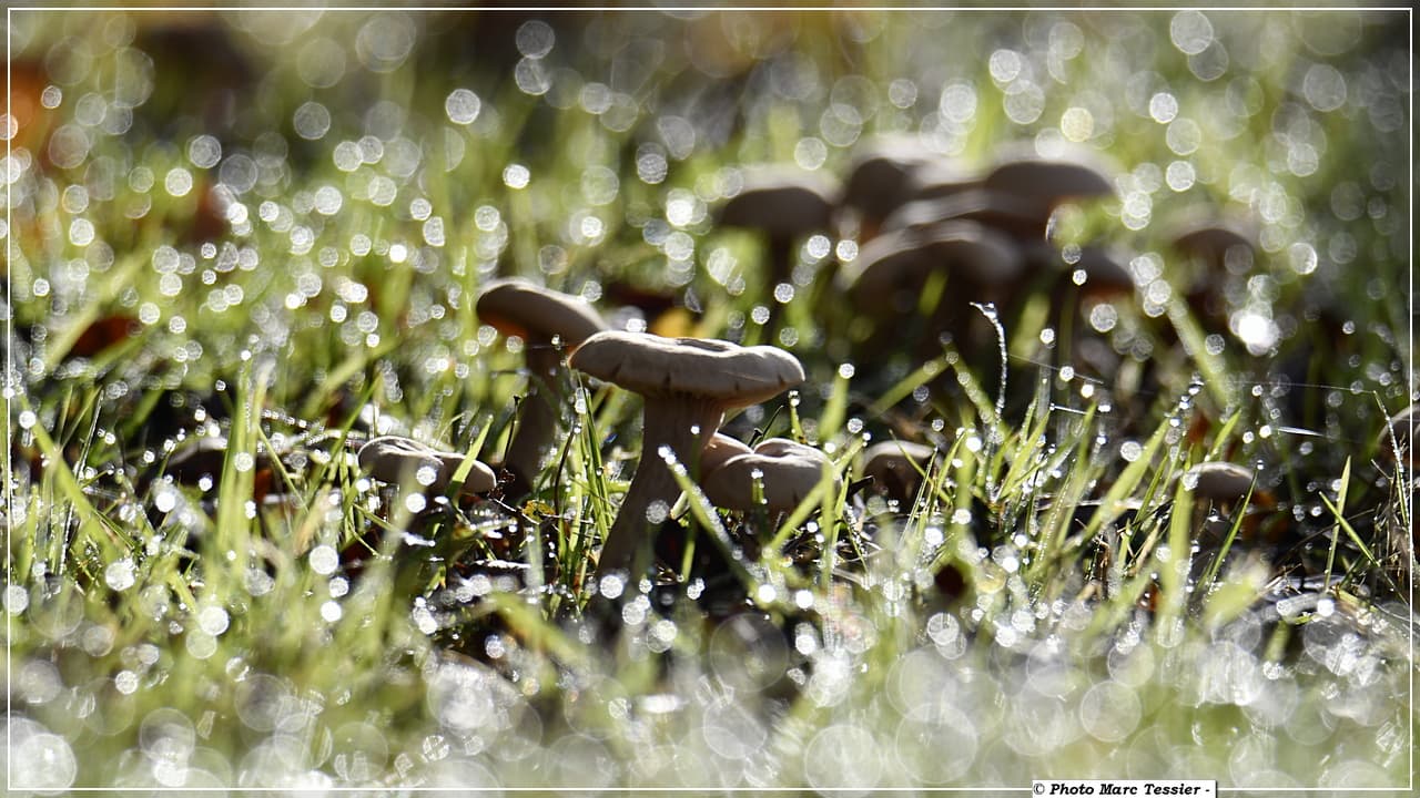 Perles de rosée et ses surprises matinales