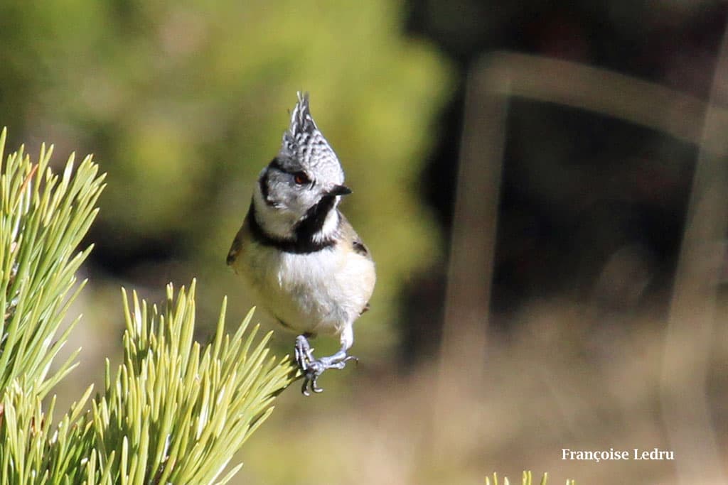 Mésange huppée au soleil