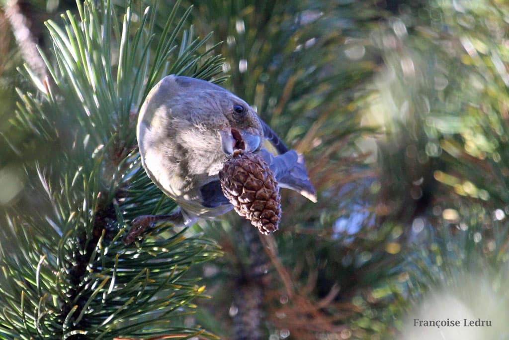 Bec-croisé des sapins