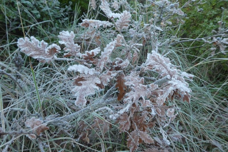 feuilles de chêne givrées ce matin