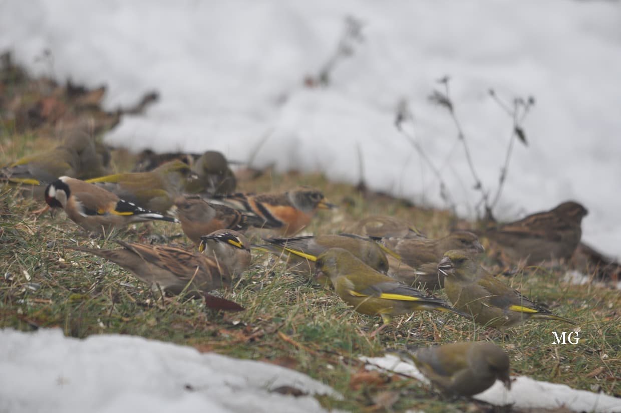 Merci pour ces quelques graines !!!
