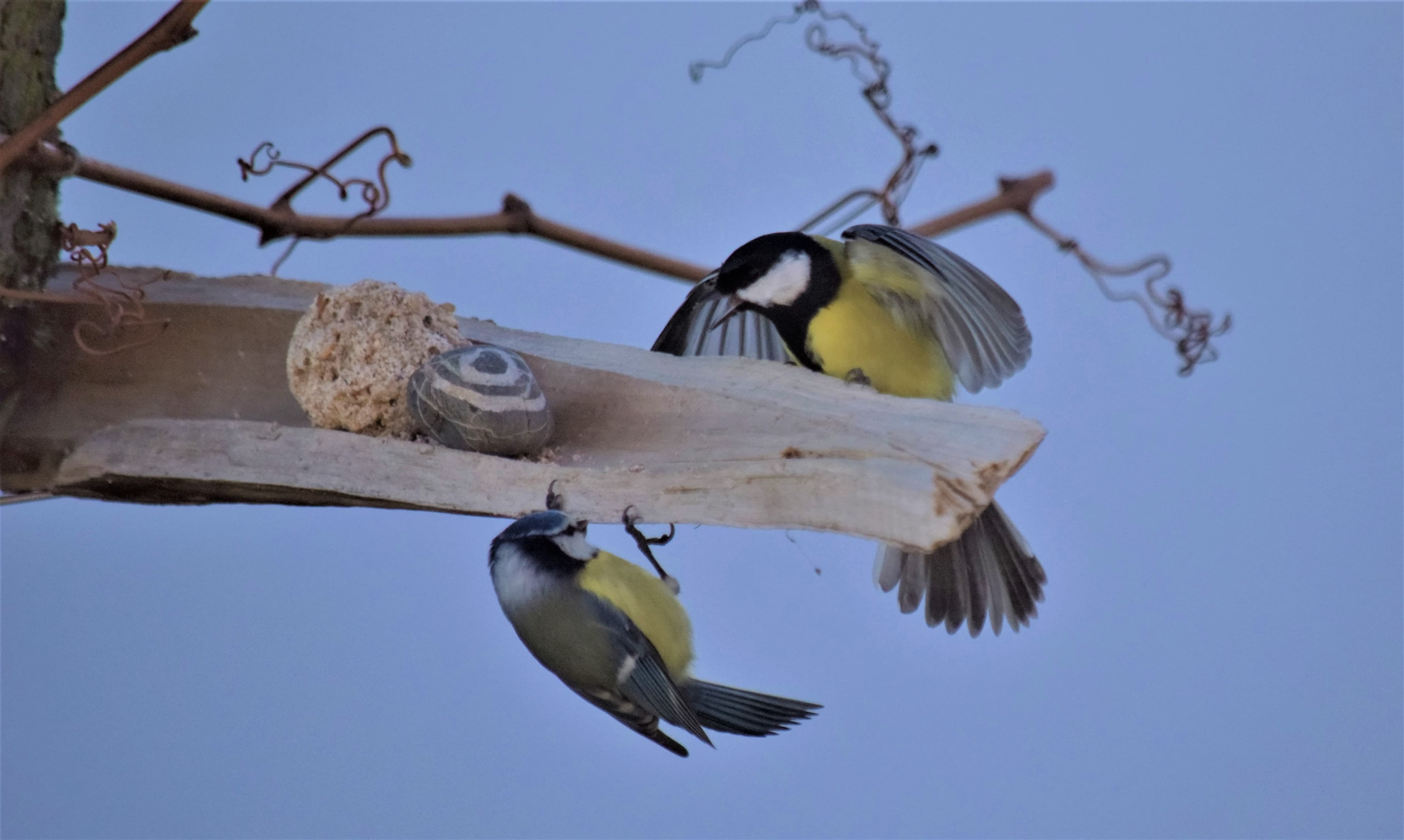 Petite dispute à la mangeoire