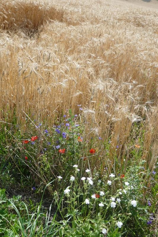 blès murs avec coquelicots et bleuts