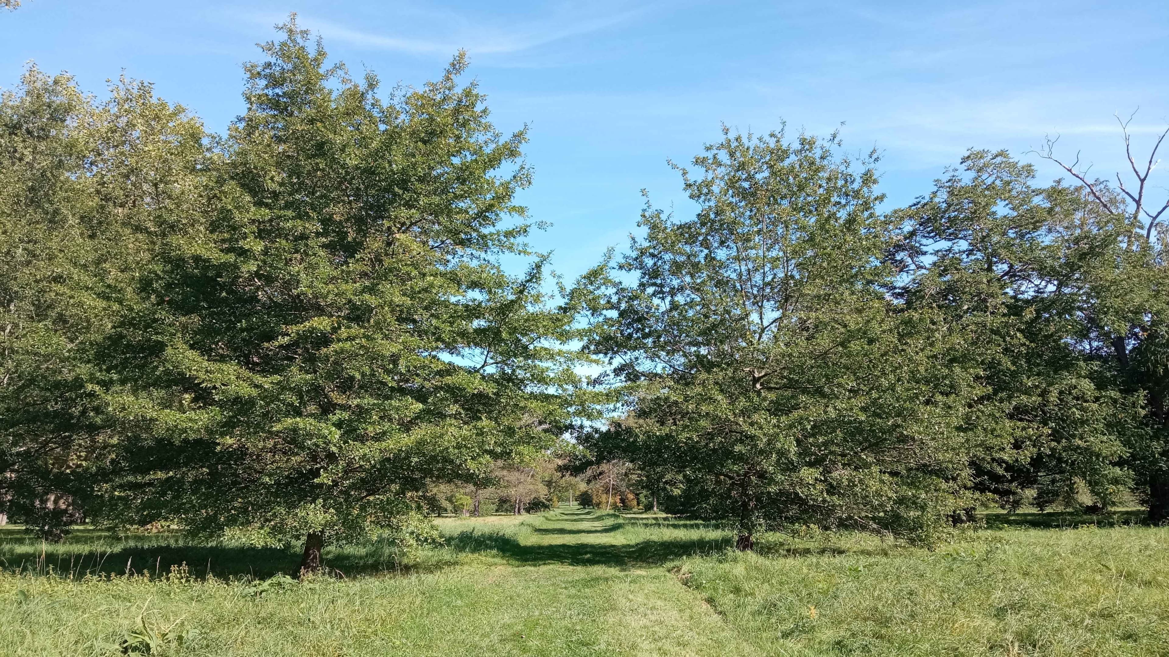 arboretum de Chévreloup (Versailles)