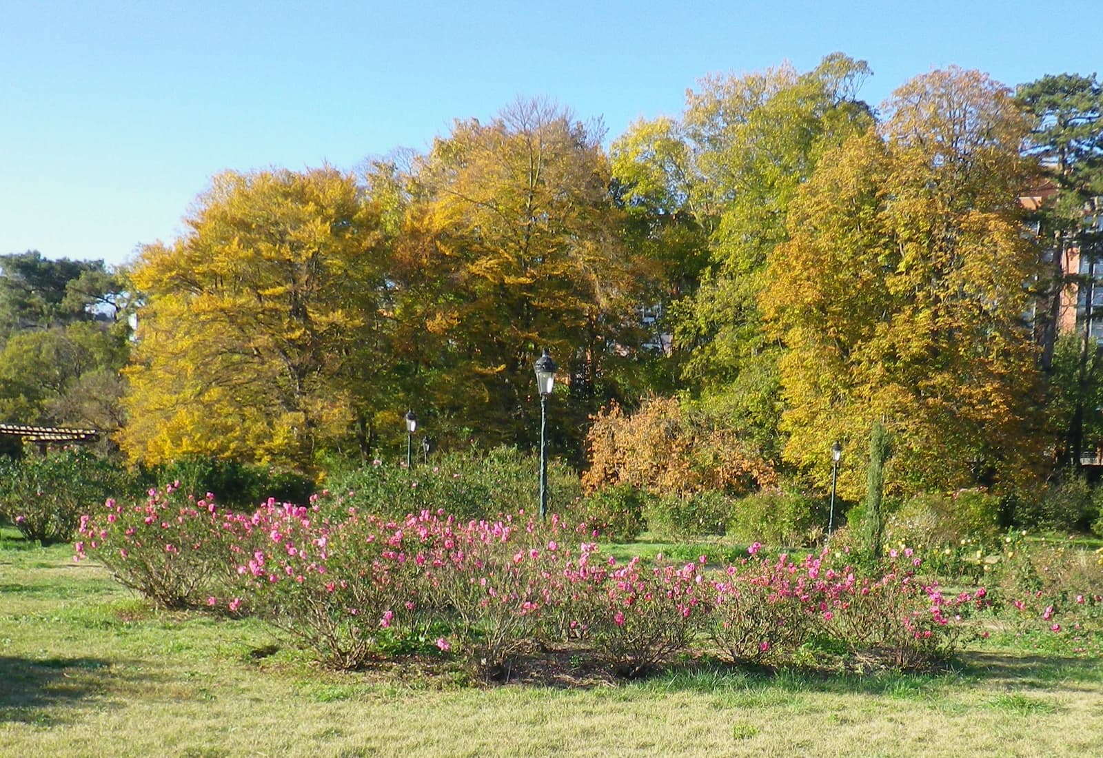 Fleurissement exceptionnel des rosiers pour un 23 novembre.