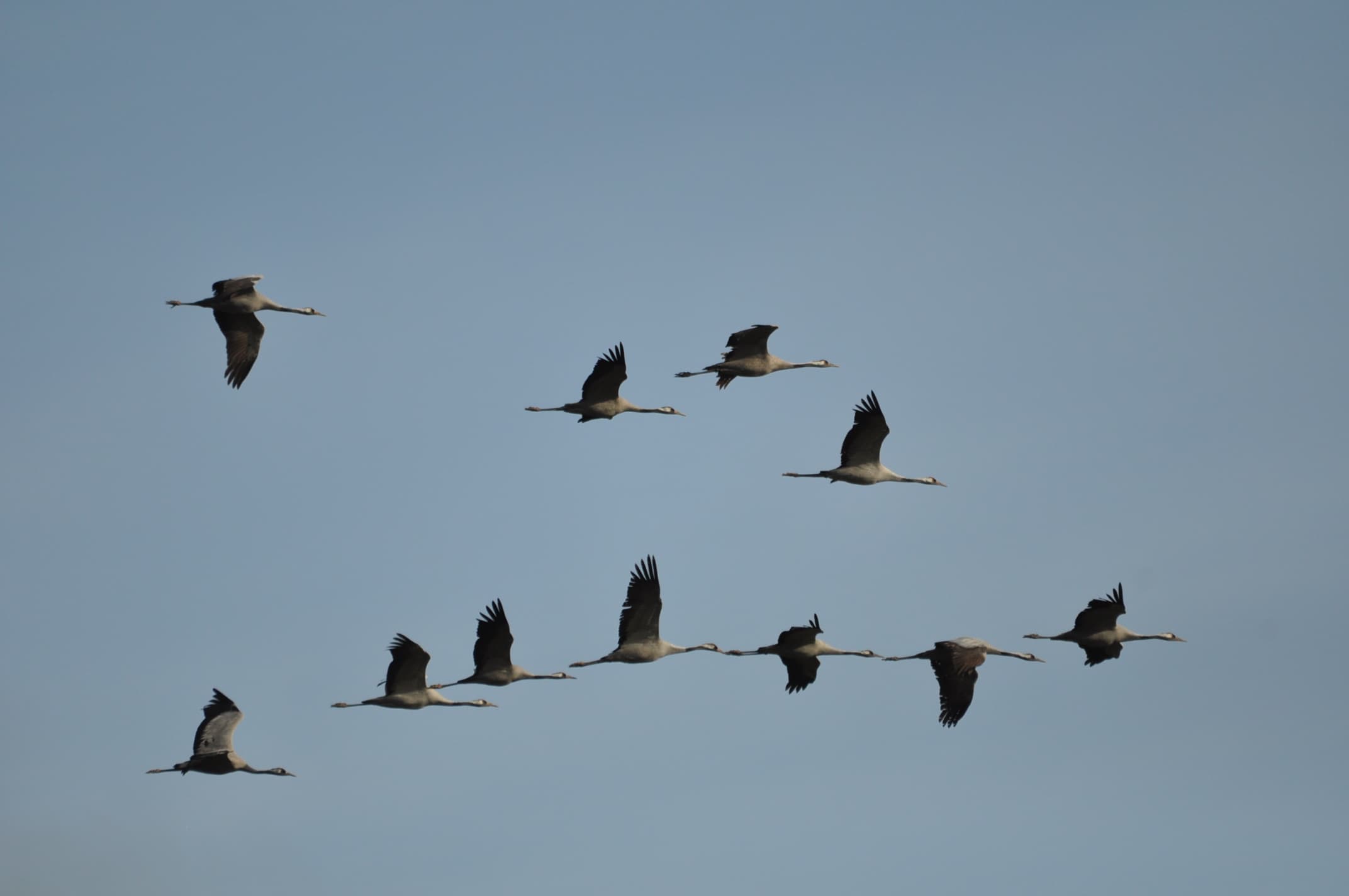 Dernier passage pour ces grues cendrées attardées !!!