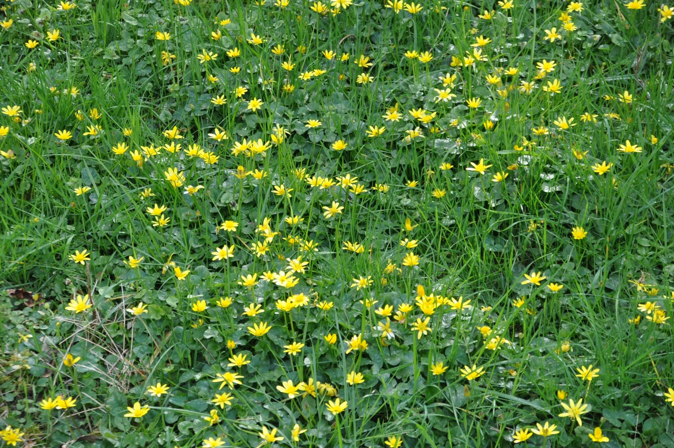 Avanr goût du printemps !!!