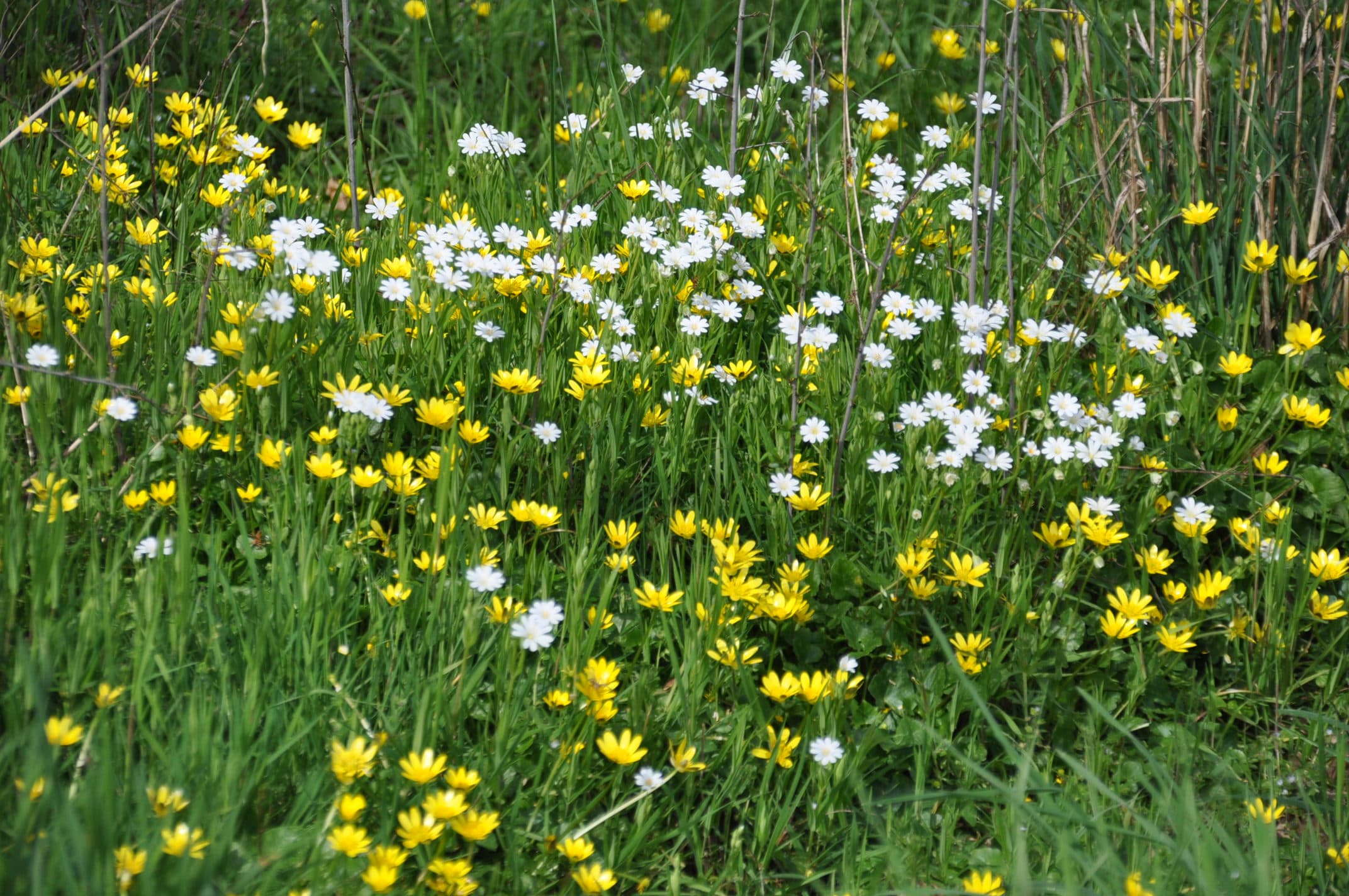 Fleurs de printemps !!!